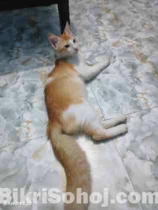 পার্শিয়ান মিক্স ব্রিড